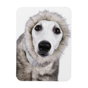 Whippet dog wearing fur coat, studio shot magnet