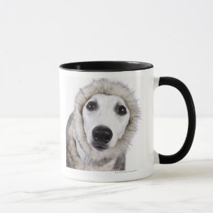 Whippet dog wearing fur coat, studio shot mug
