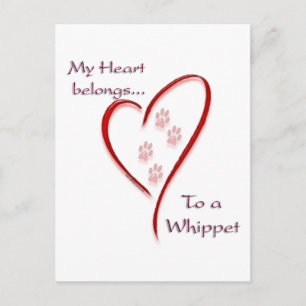 Whippet Heart Belongs Postcard