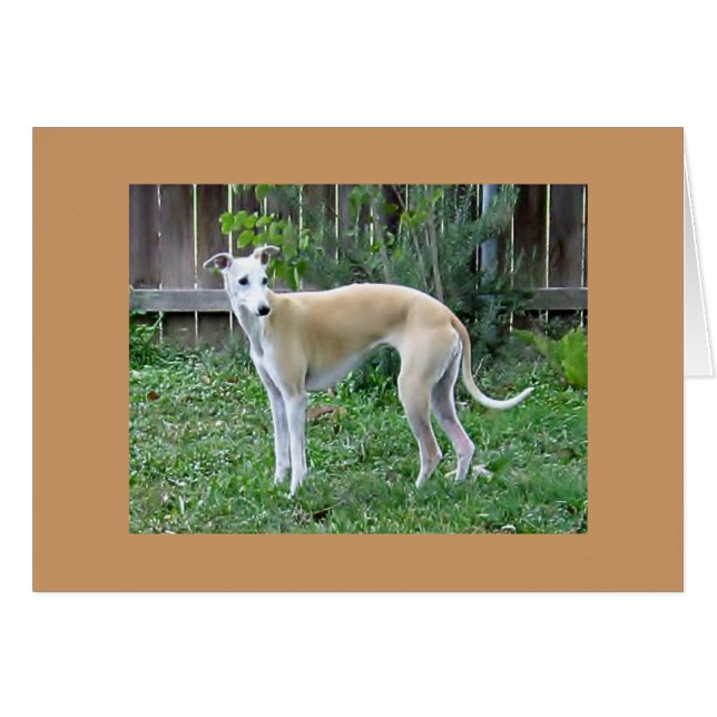 Whippet Hound-Greeting Card (Front Horizontal)