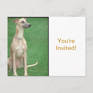 Whippet Invitation Postcard