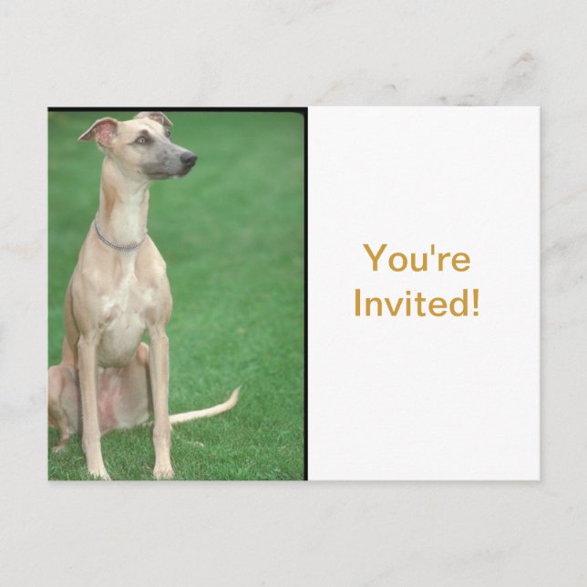Whippet Invitation Postcard (Front)