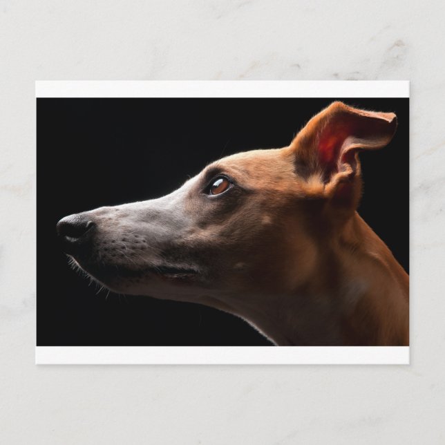 Whippet Postcard (Front)