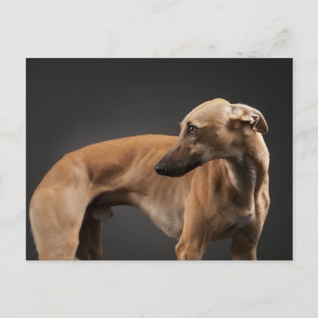 Whippet Postcard (Front)