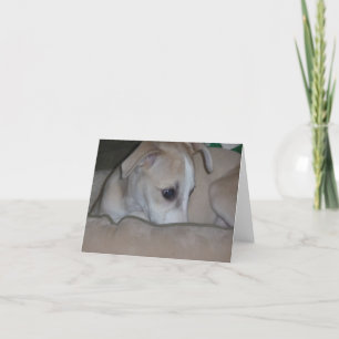 Whippet puppy notecard