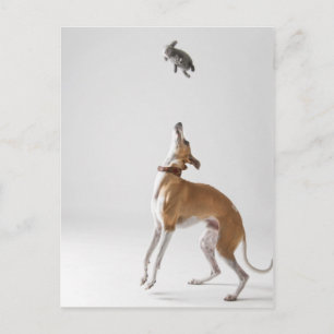 Whippet with a toy postcard