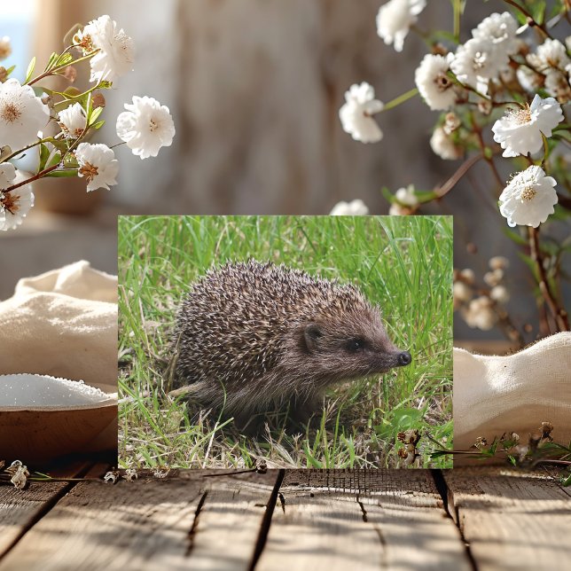 Whiskered Wanderer: White-breasted hedgehog Postcard (Creator Uploaded)
