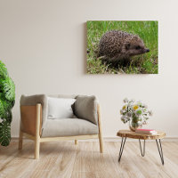 Whiskered Wanderer: White-breasted hedgehog