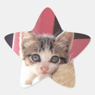 whiskers' kitten toy star stickers