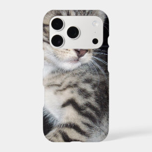 "Whiskers of Trouble: The Mischievous Tabby Kitten