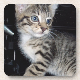"Whiskers of Trouble: The Mischievous Tabby Kitten Coaster