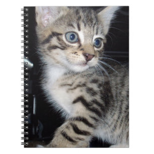 "Whiskers of Trouble: The Mischievous Tabby Kitten Notebook
