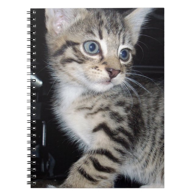 "Whiskers of Trouble: The Mischievous Tabby Kitten Notebook (Front)