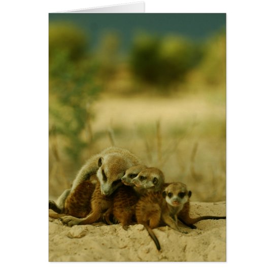 Whiskers pups - KMP Card 19