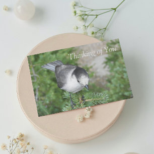 Whiskey Jack Photo Thinking of You Blank Card