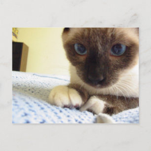 Whiskey the Snowshoe Postcard