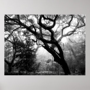 Whispering Oaks Poster