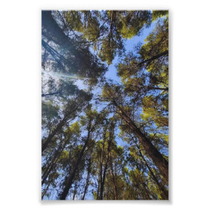 WHIspers of the Trees 🌳 Photo Print