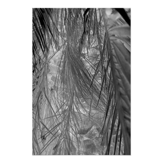 Whispers Of The Tropics Poster (Front)