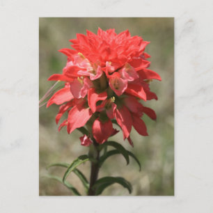 Whispers of the Wild: Indian Paintbrush Postcard