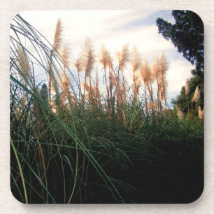 "Whispers of the Wind: The White Pampas Grasses" Coaster