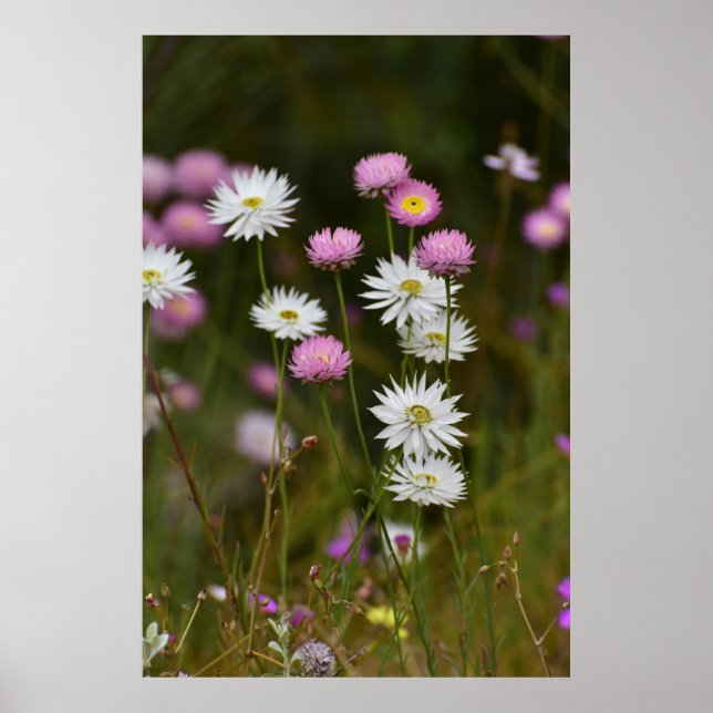 Whispers of Wildflowers Poster (Front)