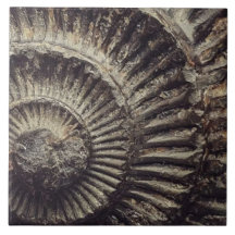 Whitby Ammonite imprint large