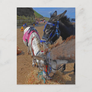Whitby Donkeys Postcard
