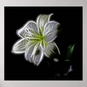 white-82698 white lily flower nature beauty digita poster