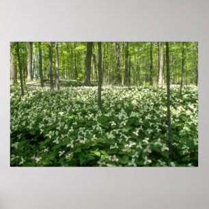 white A field of trilliums, Niagara Falls flowers Poster