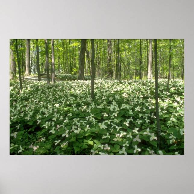 white A field of trilliums, Niagara Falls flowers Poster (Front)