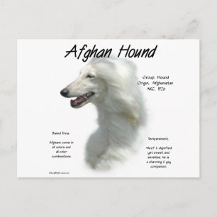 White Afghan Hound History  Postcard
