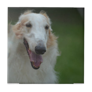 White Afghan Hound Tile