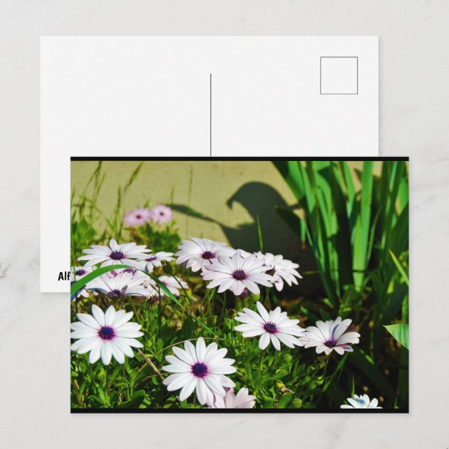 White African Daisies Postcard (Front/Back)