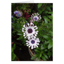 White African Daisy
