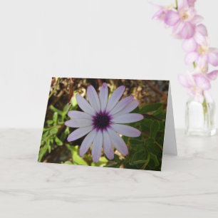 White African Daisy Flower Card