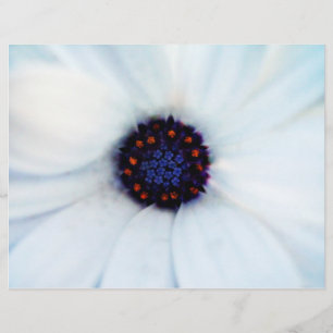 White African Daisy Flower Photograph Flyer