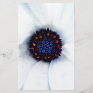 White African Daisy Flower Photograph Stationery