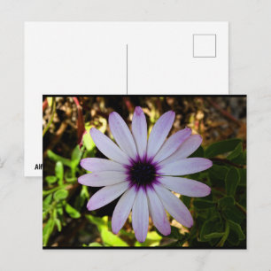 White African Daisy Flower Postcard