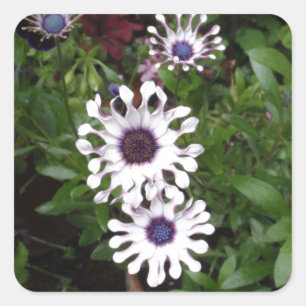 White African Daisy Square Sticker