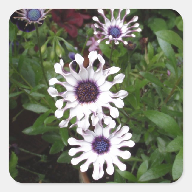 White African Daisy Square Sticker (Front)