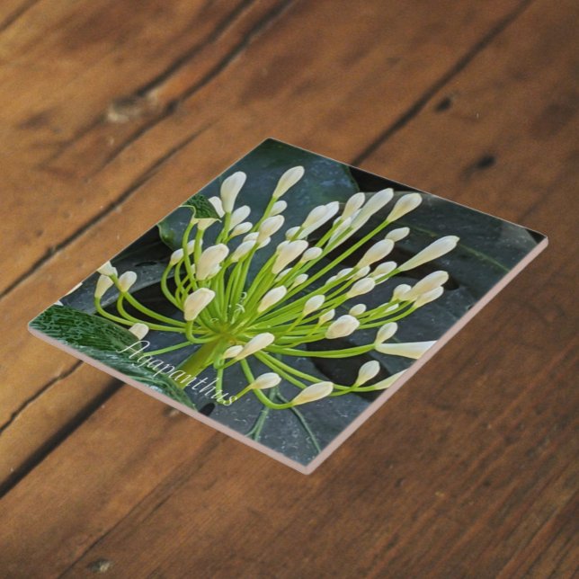 White Agapanthus Buds Floral Ceramic Tile (In Situ)