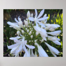 White Agapanthus Flowers