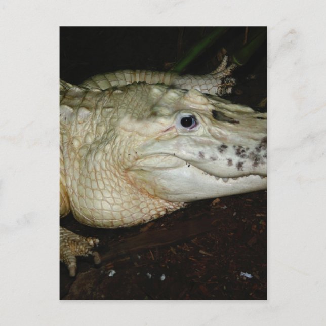 White Albino Alligator Photo , Gator  Image Postcard (Front)