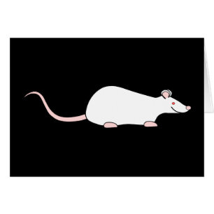 White Albino Pet Rat.