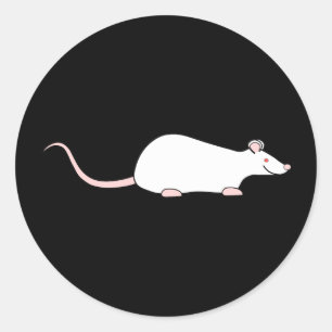 White Albino Pet Rat. Classic Round Sticker