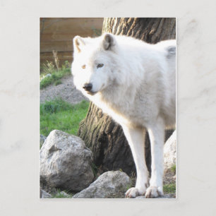 White albino wolf spirit - Therian gifts Postcard