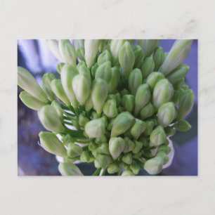 White Allium Buds Postcard
