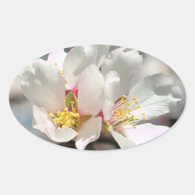 White Almond Blossoms Sticker (Front)