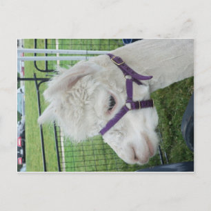 White Alpaca, 1 Postcard